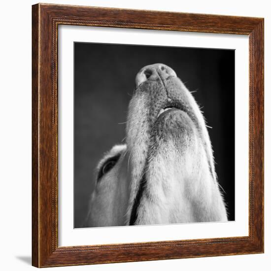 Portrait of a Yellow Labrador Dog-null-Framed Photographic Print