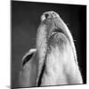 Portrait of a Yellow Labrador Dog-null-Mounted Photographic Print