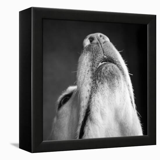 Portrait of a Yellow Labrador Dog-null-Framed Premier Image Canvas