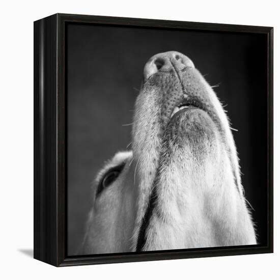 Portrait of a Yellow Labrador Dog-null-Framed Premier Image Canvas