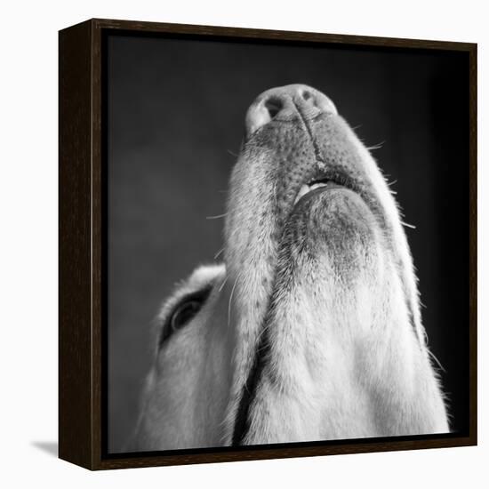 Portrait of a Yellow Labrador Dog-null-Framed Premier Image Canvas