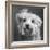 Portrait of a Yorkie dog-Panoramic Images-Framed Photographic Print