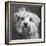 Portrait of a Yorkie dog-Panoramic Images-Framed Photographic Print