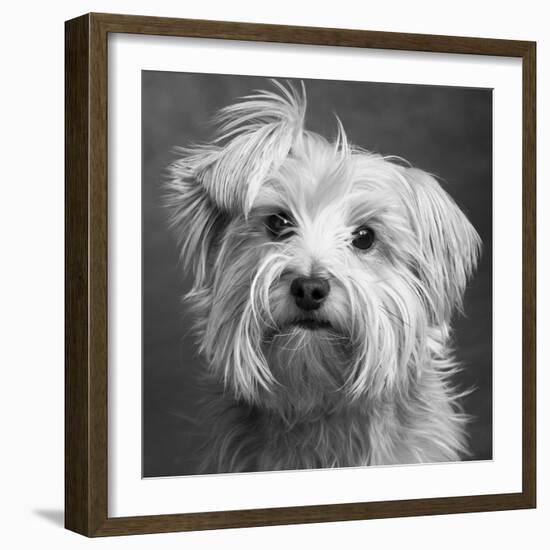 Portrait of a Yorkie dog-Panoramic Images-Framed Photographic Print