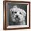 Portrait of a Yorkie dog-Panoramic Images-Framed Photographic Print