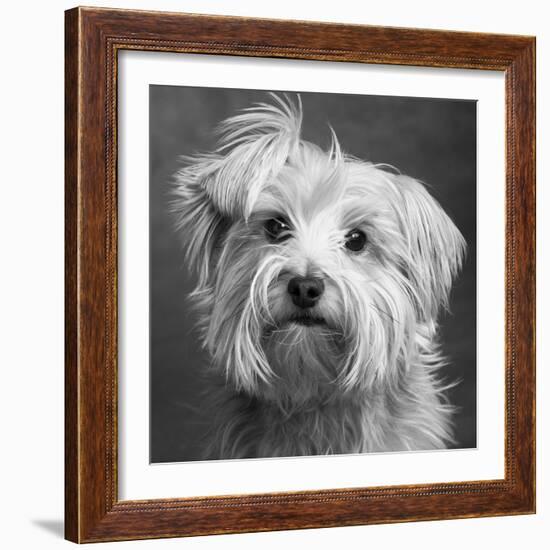 Portrait of a Yorkie dog-Panoramic Images-Framed Photographic Print