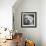 Portrait of a Yorkie dog-Panoramic Images-Framed Photographic Print displayed on a wall