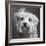 Portrait of a Yorkie dog-Panoramic Images-Framed Photographic Print