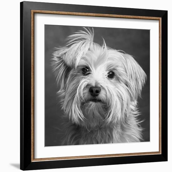 Portrait of a Yorkie dog-Panoramic Images-Framed Photographic Print