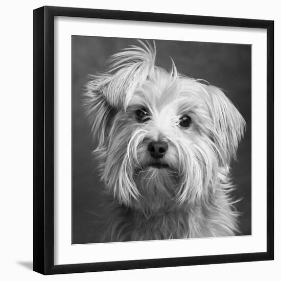 Portrait of a Yorkie dog-Panoramic Images-Framed Photographic Print