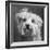 Portrait of a Yorkie dog-Panoramic Images-Framed Photographic Print