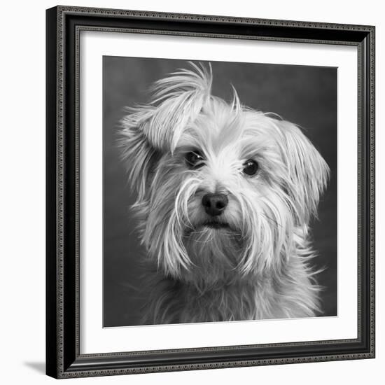 Portrait of a Yorkie dog-Panoramic Images-Framed Photographic Print