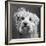 Portrait of a Yorkie dog-Panoramic Images-Framed Photographic Print