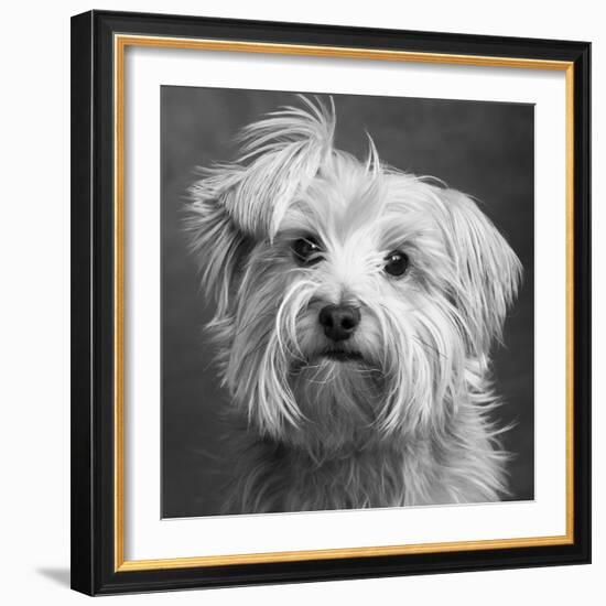 Portrait of a Yorkie dog-Panoramic Images-Framed Photographic Print