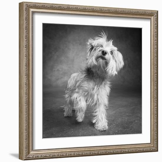 Portrait of a Yorkie dog-Panoramic Images-Framed Photographic Print