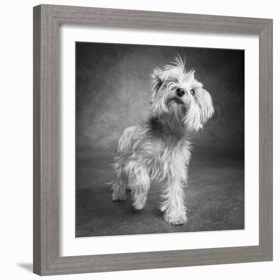 Portrait of a Yorkie dog-Panoramic Images-Framed Photographic Print