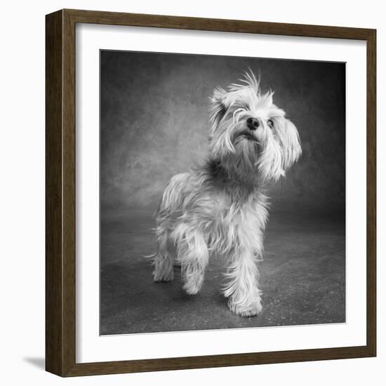 Portrait of a Yorkie dog-Panoramic Images-Framed Photographic Print