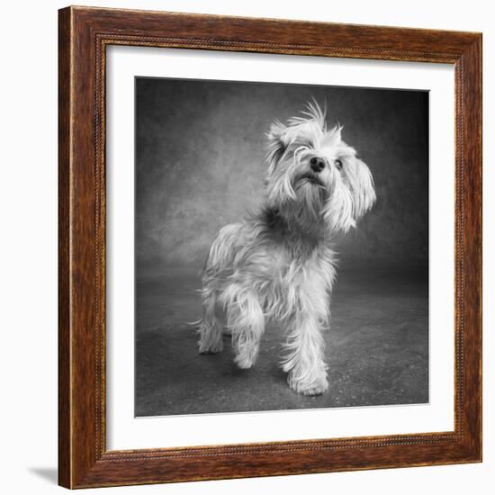 Portrait of a Yorkie dog-Panoramic Images-Framed Photographic Print