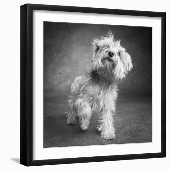 Portrait of a Yorkie dog-Panoramic Images-Framed Photographic Print