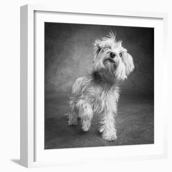 Portrait of a Yorkie dog-Panoramic Images-Framed Photographic Print