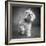 Portrait of a Yorkie dog-Panoramic Images-Framed Photographic Print