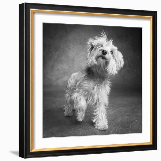 Portrait of a Yorkie dog-Panoramic Images-Framed Photographic Print