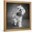 Portrait of a Yorkie dog-Panoramic Images-Framed Premier Image Canvas