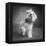 Portrait of a Yorkie dog-Panoramic Images-Framed Premier Image Canvas