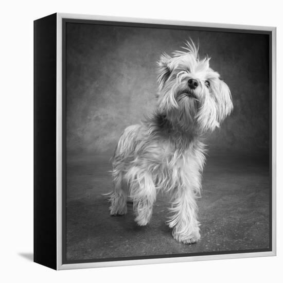 Portrait of a Yorkie dog-Panoramic Images-Framed Premier Image Canvas
