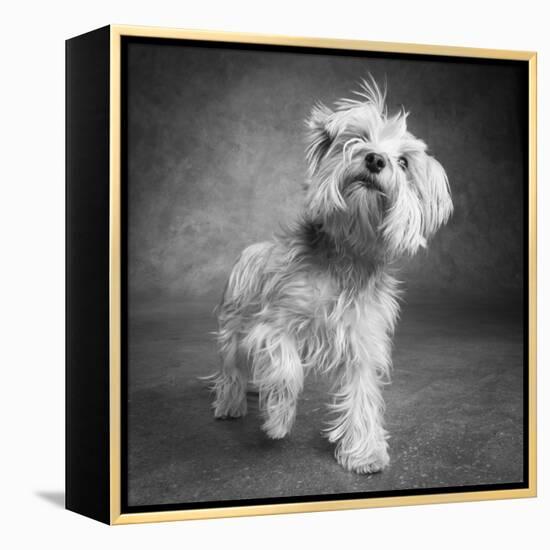 Portrait of a Yorkie dog-Panoramic Images-Framed Premier Image Canvas