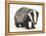 Portrait of a Young Badger (Meles Meles)-Mark Taylor-Framed Premier Image Canvas