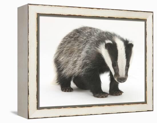 Portrait of a Young Badger (Meles Meles)-Mark Taylor-Framed Premier Image Canvas