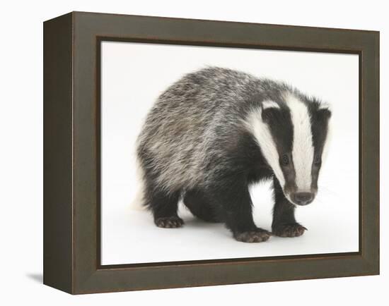 Portrait of a Young Badger (Meles Meles)-Mark Taylor-Framed Premier Image Canvas