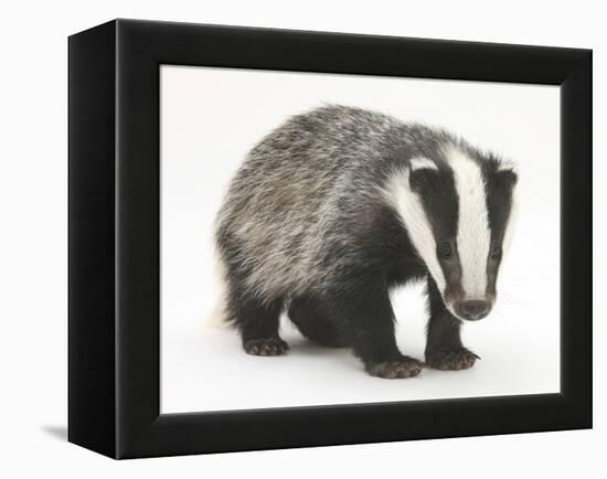 Portrait of a Young Badger (Meles Meles)-Mark Taylor-Framed Premier Image Canvas