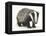 Portrait of a Young Badger (Meles Meles)-Mark Taylor-Framed Premier Image Canvas