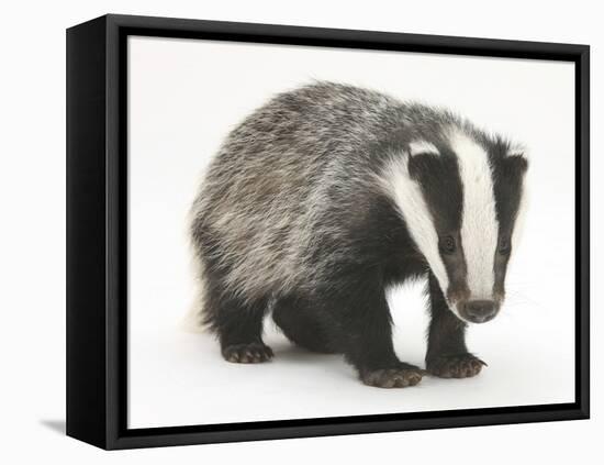 Portrait of a Young Badger (Meles Meles)-Mark Taylor-Framed Premier Image Canvas