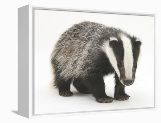 Portrait of a Young Badger (Meles Meles)-Mark Taylor-Framed Premier Image Canvas