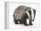 Portrait of a Young Badger (Meles Meles)-Mark Taylor-Framed Premier Image Canvas