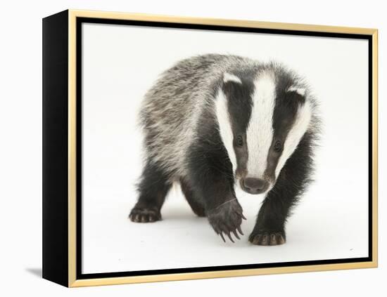 Portrait of a Young Badger (Meles Meles)-Mark Taylor-Framed Premier Image Canvas