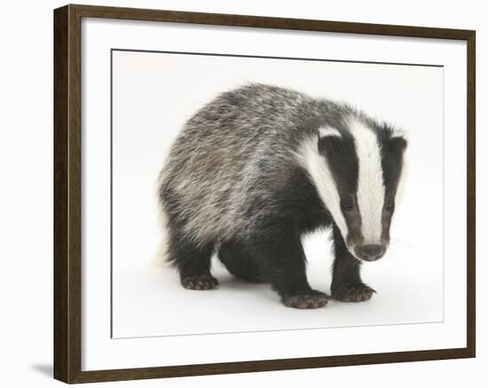 Portrait of a Young Badger (Meles Meles)-Mark Taylor-Framed Photographic Print