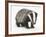 Portrait of a Young Badger (Meles Meles)-Mark Taylor-Framed Photographic Print