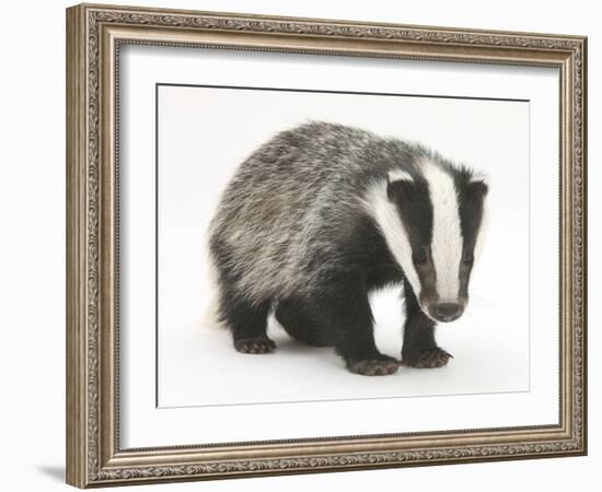 Portrait of a Young Badger (Meles Meles)-Mark Taylor-Framed Photographic Print