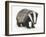 Portrait of a Young Badger (Meles Meles)-Mark Taylor-Framed Photographic Print