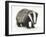 Portrait of a Young Badger (Meles Meles)-Mark Taylor-Framed Photographic Print