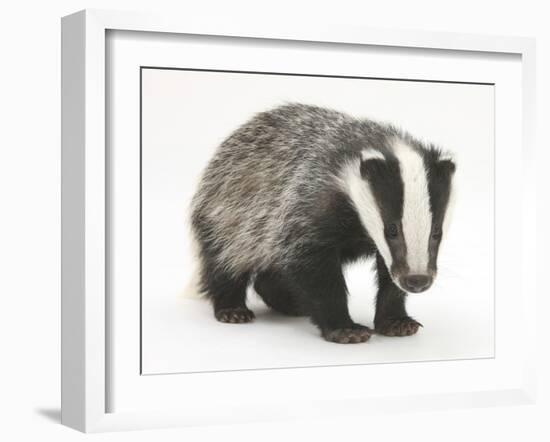 Portrait of a Young Badger (Meles Meles)-Mark Taylor-Framed Photographic Print