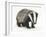 Portrait of a Young Badger (Meles Meles)-Mark Taylor-Framed Photographic Print