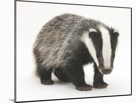 Portrait of a Young Badger (Meles Meles)-Mark Taylor-Mounted Photographic Print
