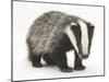 Portrait of a Young Badger (Meles Meles)-Mark Taylor-Mounted Photographic Print