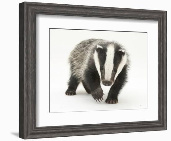 Portrait of a Young Badger (Meles Meles)-Mark Taylor-Framed Photographic Print