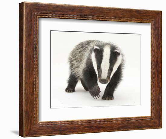 Portrait of a Young Badger (Meles Meles)-Mark Taylor-Framed Photographic Print